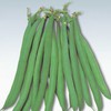 Masai Bush Bean Garden Seeds - 40 Seeds - Non-GMO,