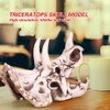 Dinosaur Triceratops Skull Model, Simulated Skeleton Think Dinosaur Statue Decorations