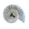 roro Handcarved Nautical Coastal Wood Nautilus Shell Wall Hanging, Blue