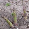 MySeeds.Co Asparagus UC-157 F2 (Asparagus officinalis) Vegetable Seeds, High Yields