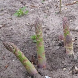 MySeeds.Co Asparagus UC-157 F2 (Asparagus officinalis) Vegetable Seeds, High Yields - 4 Grams (~ 75 Seeds)
