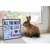 CARISPIBET All you need is love and a bunny pet