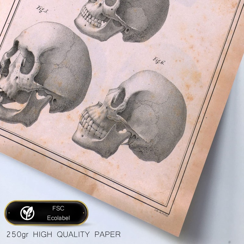 Nacnic Set of 4 Anatomy of body bones and Head.