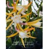 Cactus Epiphyllum Clarity's Linnea in 4 inch pots / Orchid
