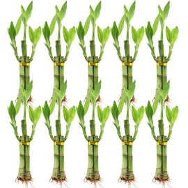 Set of Ten 3 Stalk Lucky Bamboo Arrangements - 6 Inch Lucky Bamboo Indoor House Plants for Home and Office Decor, Party Favors, and Gifts - NW Wholesaler
