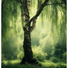 Betula nigra Northern (River Birch) Tree Seeds, Large Evergreen coniferous Tree with a Tall and Stately Appearance, Seeds by MySeeds.Co, You Choose The Amount (0.5 oz)