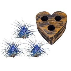 Air Plants - Tillandsia Ionantha - Organically Enhanced Color - Live Arrival Guaranteed - House Plants for Home Decor & Gift (Blue Bell 3PK + Black Gold Heart)