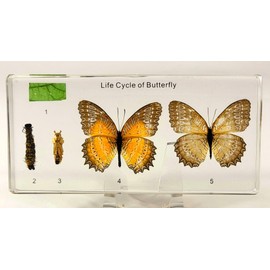 Lifecycle of a Butterfly in 6.3" Crystal Clear Lucite Resin Science Classroom Specimens for Biology Education Preserved Lacewing Cethosia Biblis Drury Taxidermy Display Supplies Specimen Paperweight