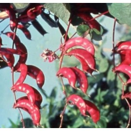 czgrain Pink Hyacinth Bean Vine Seeds - 10 Seeds - Grow Pink Pod Beans - Murasakiiorhana