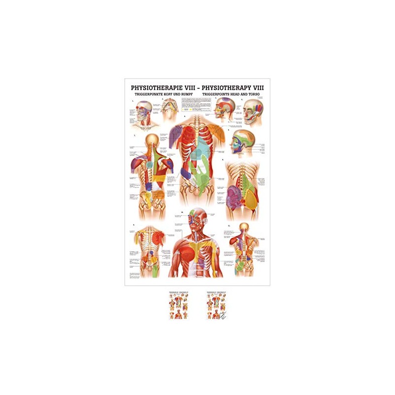 Sport-Tec Trigger Points Head and Body Mini Poster Anatomy 34