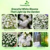 Outsidepride White Ageratum Seeds - 5000 Pcs Annual Flower Seeds