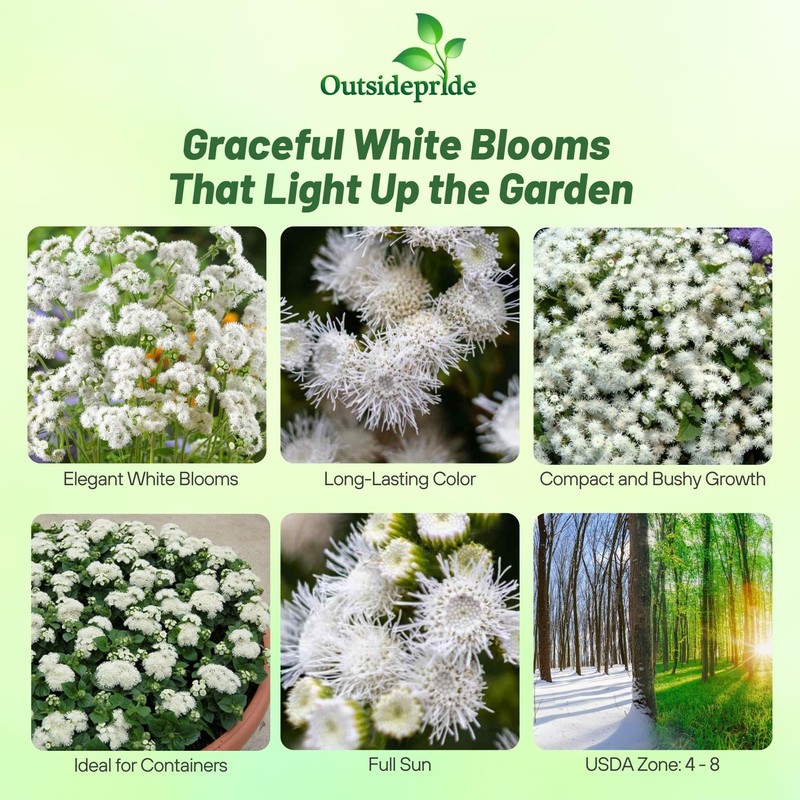 Outsidepride White Ageratum Seeds - 5000 Pcs Annual Flower Seeds