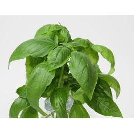 Living Farm Basil with Seeds Sponge Cultivation Media (Urethane Media for Hydroponics, 60 Pieces)