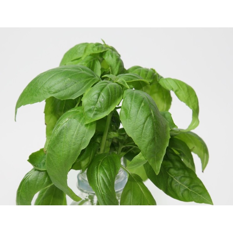 Living Farm Basil with Seeds Sponge Cultivation Media (Urethane Media