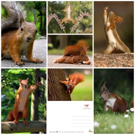 Squirrel (7 postcards): animal postcard set with 7 different fun squirrel motifs by Edition Colibri