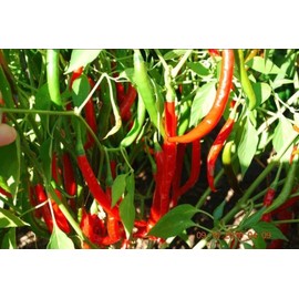 Unbranded Live Cayenne Pepper Plant  Organico ship in 2 inches pot well rooted