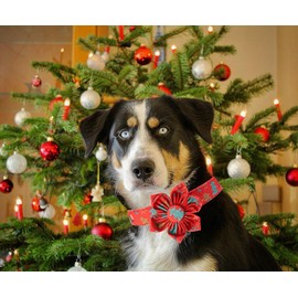 Elegant little tail Christmas Dog Collar, Female or Male Dog Collar Flower, Pet Collar Adjustable Dog Collars with Flower for Small Medium Large Dogs(XS)
