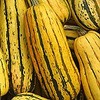 Delicata Winter Squash 40 Seeds - GARDEN FRESH PACK!