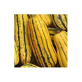 Delicata Winter Squash 40 Seeds - GARDEN FRESH PACK!