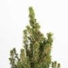Plants by Mail 3 Gallon - Dwarf Alberta Spruce, Green