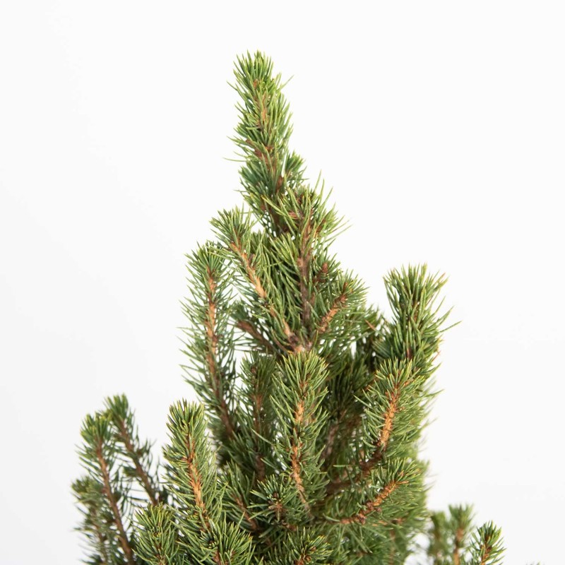 Plants by Mail 3 Gallon - Dwarf Alberta Spruce, Green