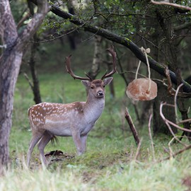 Animal Himalayan Salt Lick on Rope for Horses, Deer, Rabbits, Cows and Other Livestock | Lick Salt for Deer | Digestive Aid for Animals | Horse Treats