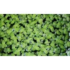 Duckweed (Lemna Minor) - 100/200/500 Live Plants (200) by Aqua