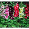 Hollyhock Single Mixed Colors - 250 Seeds - Long Blooming