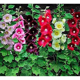 Hollyhock Single Mixed Colors - 250 Seeds - Long Blooming Period in All Zones