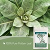 Super Value Pack 5 LB - Organic Mullein Leaf Tea