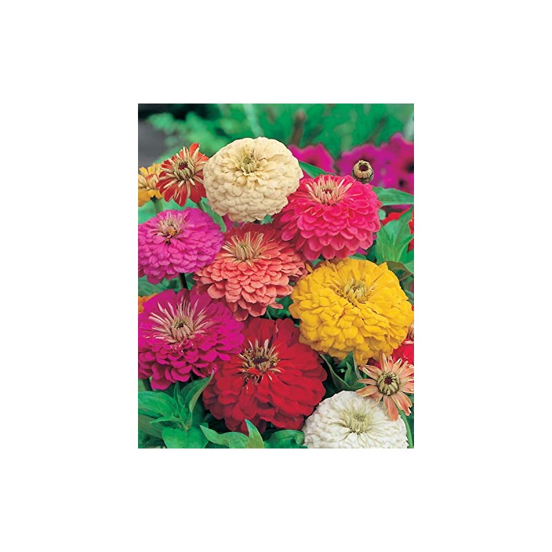 Mr Fothergill's 16626 Flower Seeds, Zinnia Early Wonder Mixed