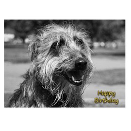 Lurcher Birthday Card