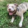 PUPTECK 犬 ハーネス リード セット 犬用 胴輪 はーねす 調節可能 着脱簡単