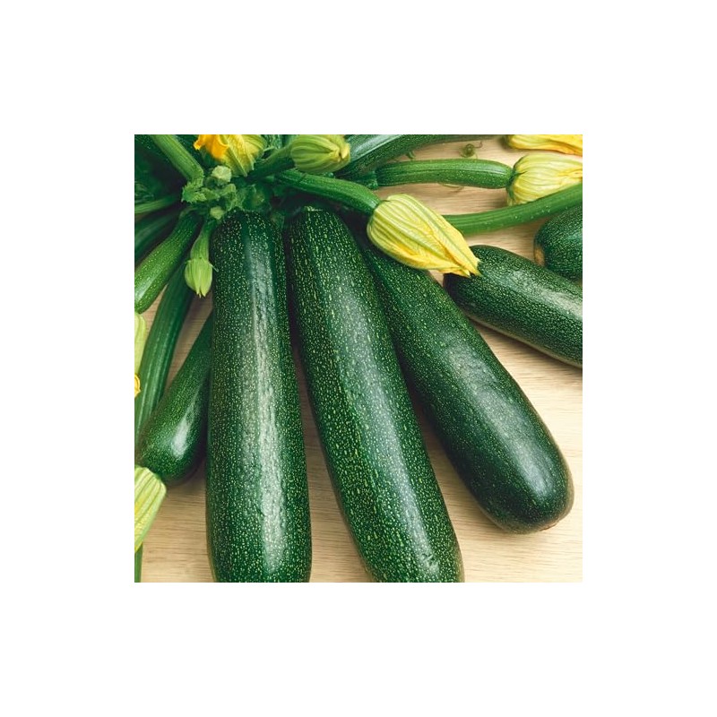 Fordhook Zucchini Summer Squash Seeds - 4 g Packet ~20