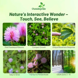 Outsidepride Mimosa Pudica Seeds - 1000 Pcs Annual, Easy to Grow, Sensitive Plant Seeds for Planting, Great for Educational Projects & Garden Displays