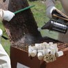 Bee Smoker Pellets Beekeeping Tools - 108 Packs, Bee Hive