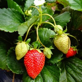 Everbearing Strawberry Plants - Harvest Strawberries Two to Three Times Per Year! Bare Root Everbearing Strawberry Plants from Hand Picked Nursery (5)