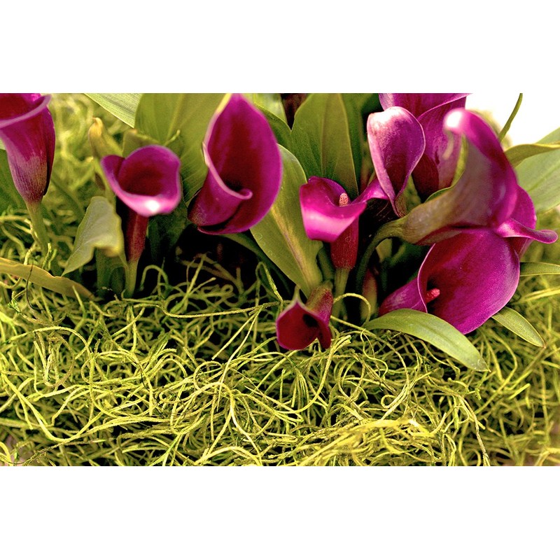 SuperMoss (26960) Spanish Moss Preserved, Chartreuse, 4oz