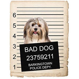 Havanese Dog Mugshot Bad Dog Car Bumper Magnet, Magnetic for Refrigerator, Decorative Fridge, Office, Whiteboard, Kitchen, Locker Waterproof Decor, Family & Friends, 4x7 in