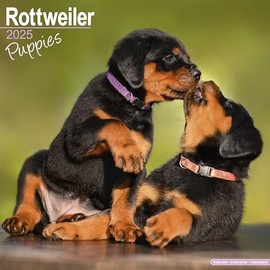 Rottweiler Puppies Calendar 2025 | Square Dog Breed Puppy Wall Calendar - 16 Month