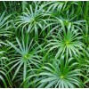 Fan Plant 4+ Bamboo Plants w/Roots Umbrella Palm (Cuperus) thuy