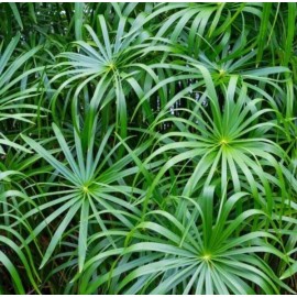 Fan Plant 4+ Bamboo Plants w/Roots Umbrella Palm (Cuperus) thuy truc