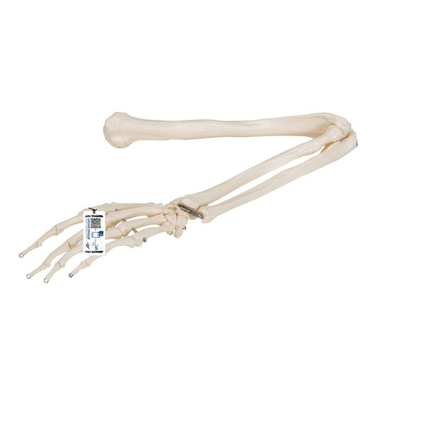 Upper Legs (Bicellum, Scallop, Hand) Bone Models, Elbows & Wrist Moveable - Free Bicep Model - 3B Scientific