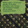 Premium Rare Yard Long Bean Seeds for Planting - 50