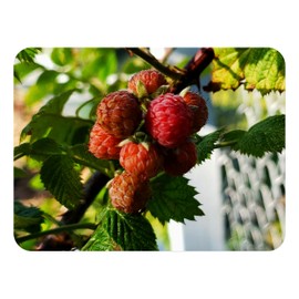 Mysore Raspberry Tropical Fruiting Flowering Live Bush Plant Bears Delicious Red Indigo Fruit Starter Size 4 Inch Emerald R