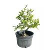 Unbranded Chinese elm pre-bonsai - 9" to 11"