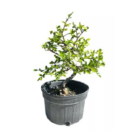 Unbranded Chinese elm pre-bonsai - 9" to 11"