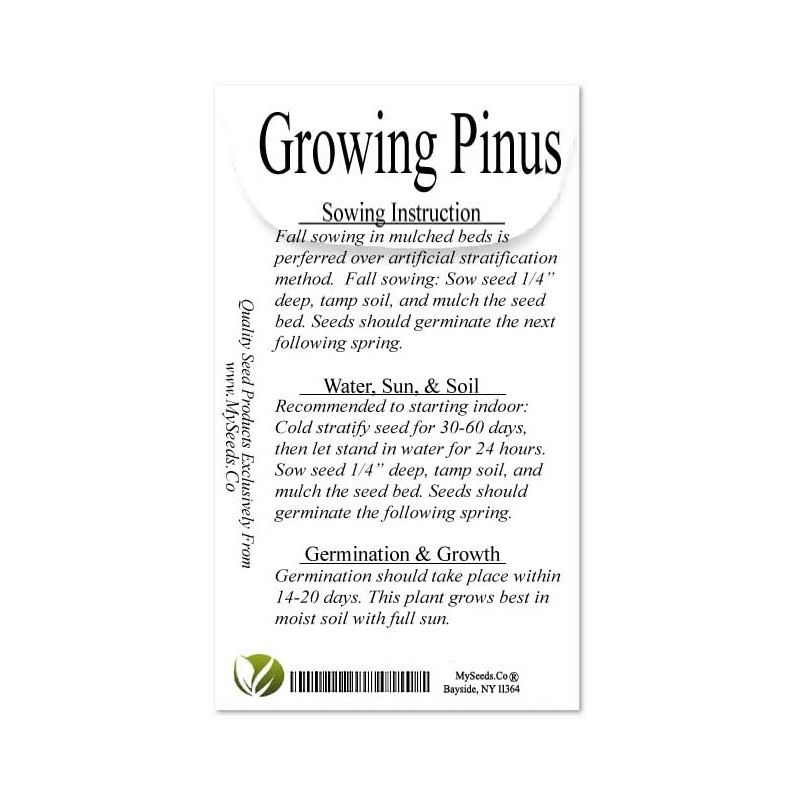 Pinus patula (Mexican Weeping Pine) Tree Seed, Light Green Needles,