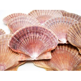 Bulk 100 Beautiful Mexican Flat Scallops Shells Seashells (About 3") Beach Wedding Nautical Crafts Coastal Decor