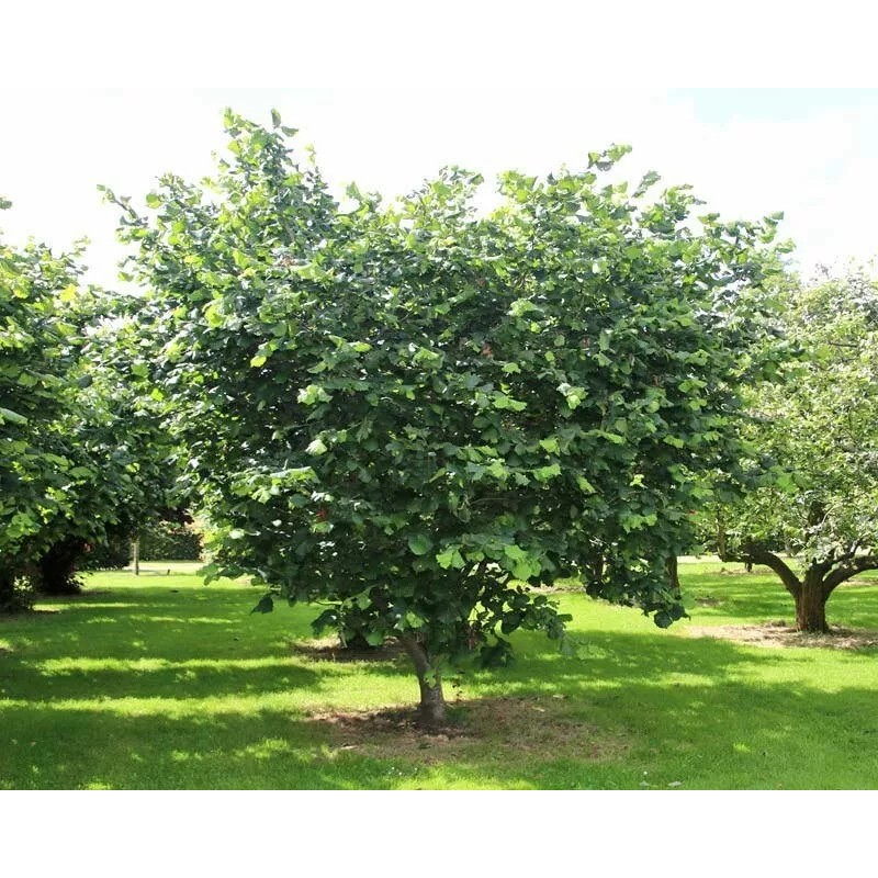 Buy Rare Seeds Corylus avellana | Hazel | 5_Seeds